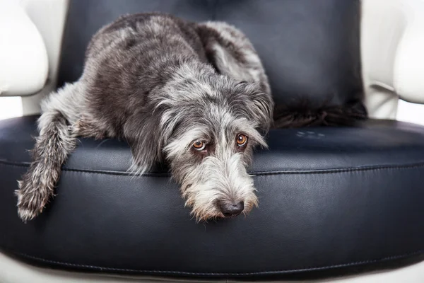 Hund legt sich auf Ledersessel — Stockfoto