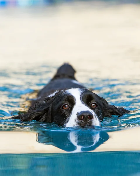 Angielski Springer Spaniel pływanie w basenie — Zdjęcie stockowe