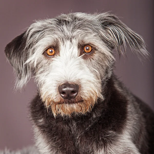 Terrier crossbreed dog — стоковое фото