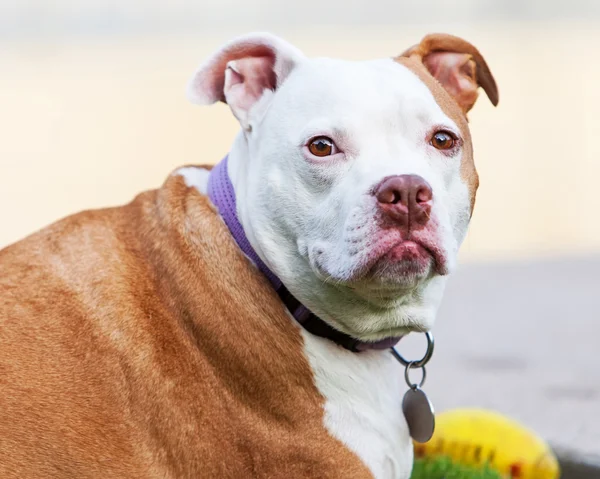 Hond van de stier van de kuil — Stockfoto