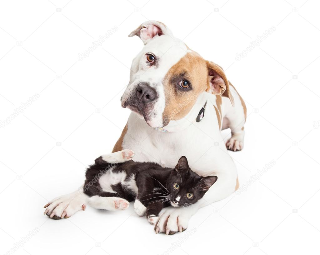 Pit Bull dog with playful kitten