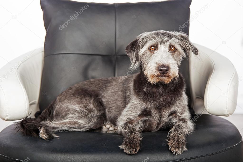 terrier dog laying on leather chair