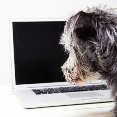 Pis terrier köpek laptop arıyorum