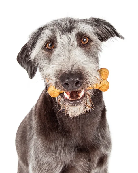 Terrier dog holding bone in mouth — Stock Photo, Image