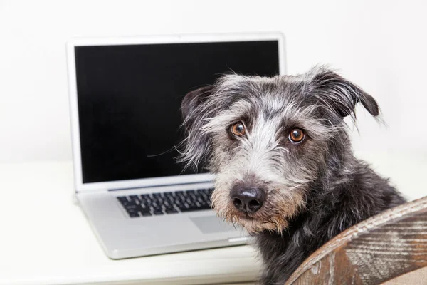 Förfärlig blandras hund med laptop — Stockfoto