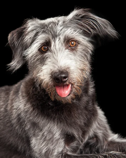 Mixed breed scruffy terrier dog — Stock Photo, Image