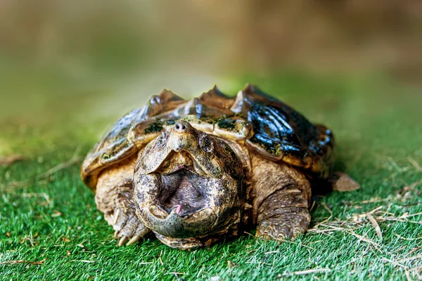 Stor sköldpadda med mun brett öppna — Stockfoto