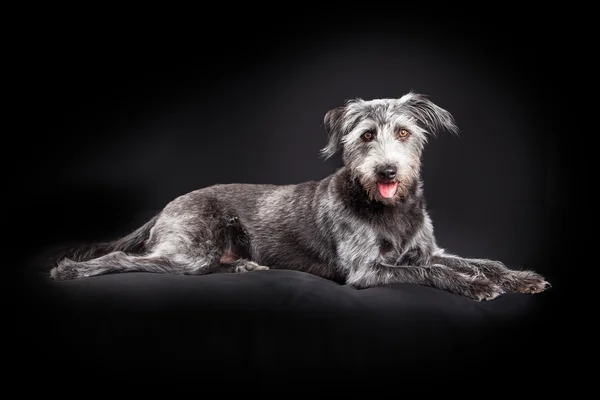 Scruffy terrier mixed breed dog — Stock Photo, Image