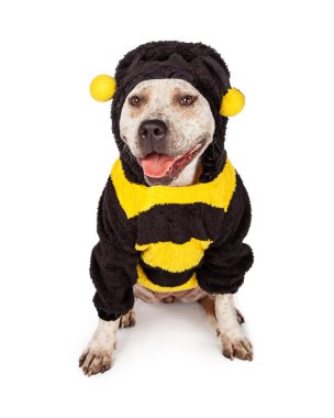 Pit Bull Bumble Bee kostüm