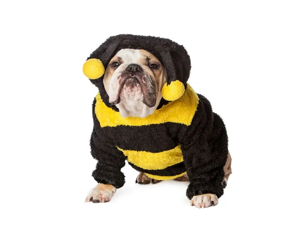 バンブレ蜂の衣装で怒っているブルドッグ — ストック写真
