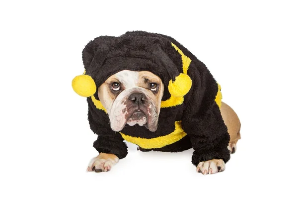 Bulldogge im Halloween-Kostüm — Stockfoto