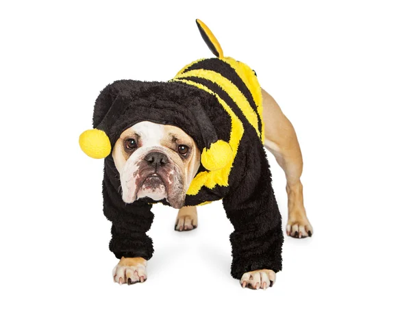 Bulldog em traje de Halloween — Fotografia de Stock