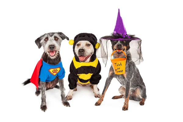 Niedliche Hunde in Halloween-Kostümen — Stockfoto