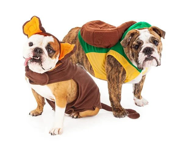 Bulldogs engraçados em trajes de Halloween — Fotografia de Stock