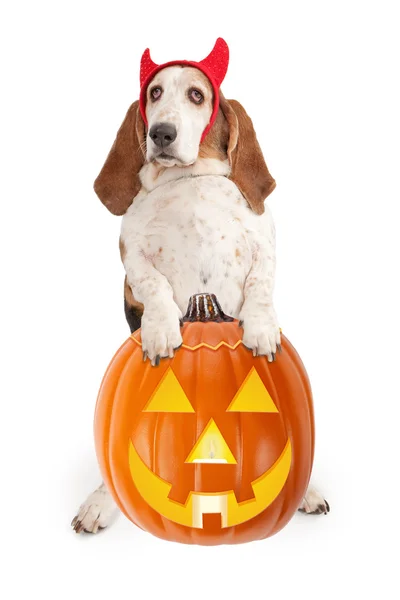 Basset hund iført djævlehorn - Stock-foto