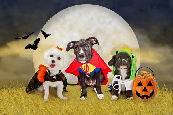 Cães de Halloween em um campo com lua — Fotografia de Stock