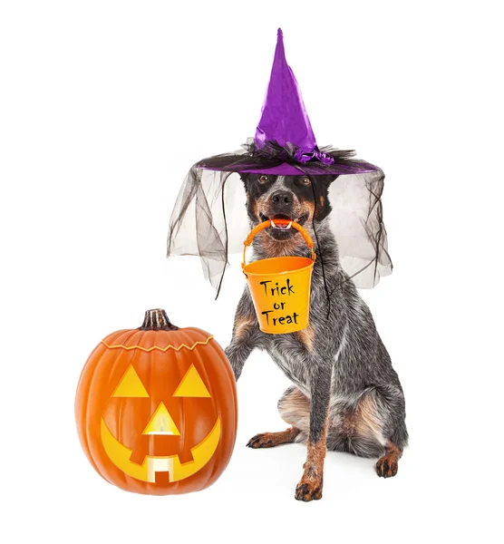 Halloween perro de ganado australiano — Foto de Stock