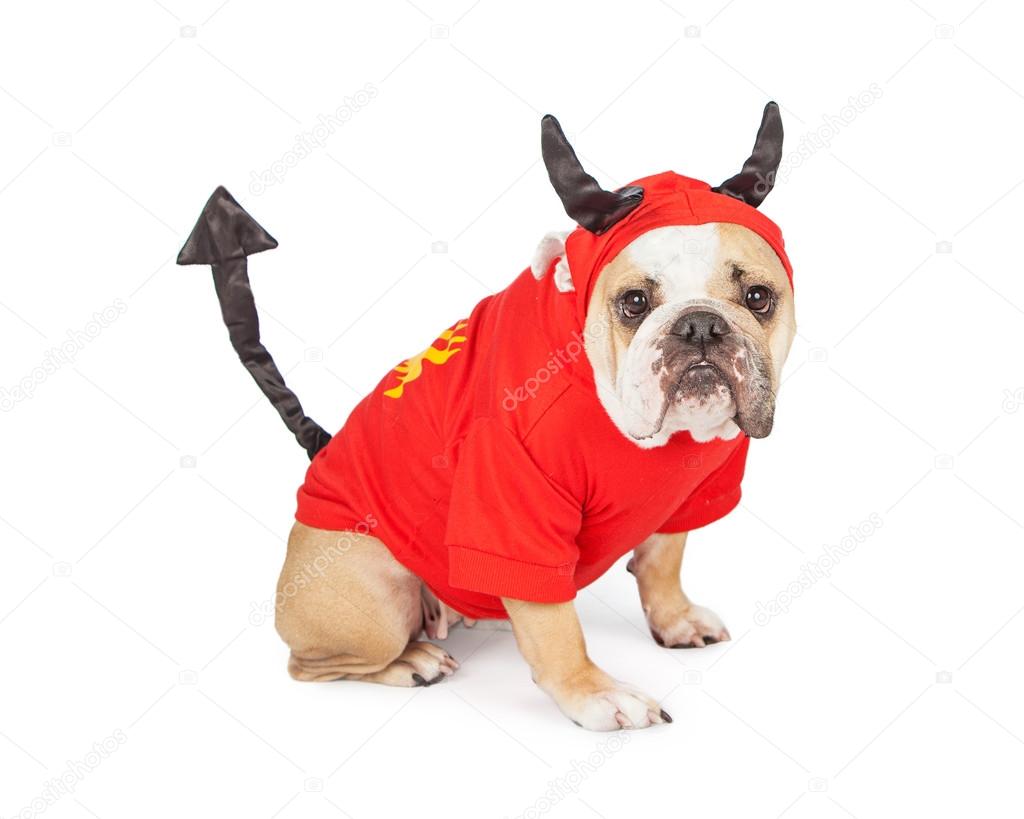 Bulldog in devil costume for Halloween