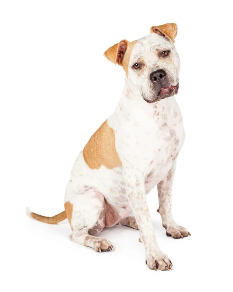 Schöne freundliche Pitbull-Hündin — Stockfoto