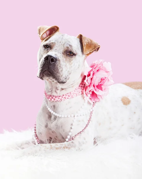 Linda fêmea Pit Bull Dog em rosa — Fotografia de Stock