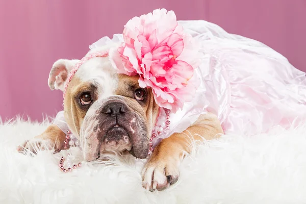 Bulldog bär rosa blomma pannband — Stockfoto