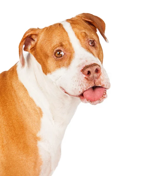 Grappig zoek stier van de kuil kruising hond close-up — Stockfoto
