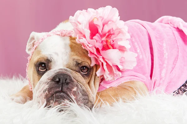 Engels Bulldog dragen roze bloem — Stockfoto