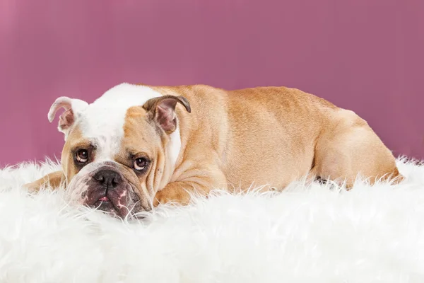 Bulldog inglese posa su coperta di pelliccia — Foto Stock