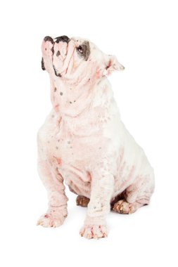 İngilizce Bulldog Demodicosis fazla ile