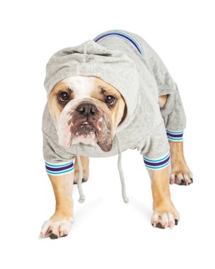 Kapüşonlu giyiyor bulldog ceket ter
