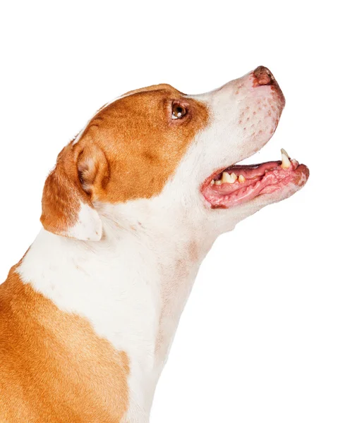 Pit Bull crossbreed dog looking up — Stock Photo, Image