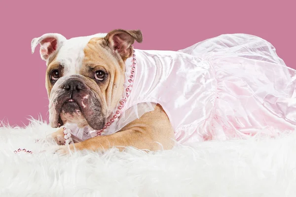 Bulldog inglese indossa abito rosa — Foto Stock