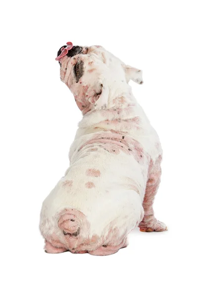 英国斗牛犬蠕形螨病的严重情况 — 图库照片