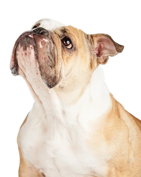 Aufmerksame Bulldogge schaut auf — Stockfoto