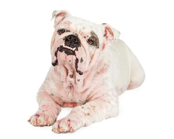 Bulldog inglese con grave caso di emodicosi — Foto Stock