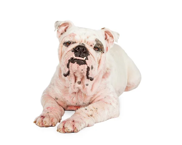 English Bulldog  with severe case of Demodicosis — Stock Photo, Image