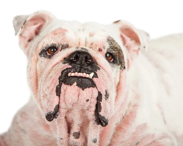Englische Bulldogge mit schwerem Demodikose-Fall — Stockfoto