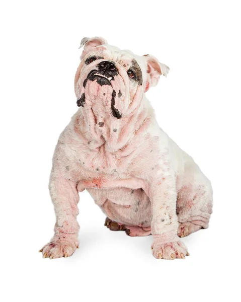 Engels Bulldog met ernstig geval van Demodicosis — Stockfoto