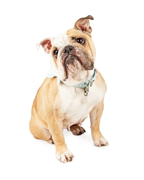 Rasechte Engels bulldog — Stockfoto