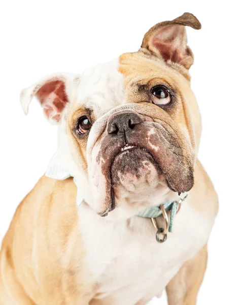 Chien de race Bulldog anglais — Photo