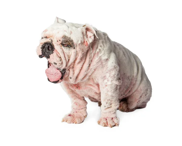 Angol Bulldog, súlyos esetben Demodicosis — Stock Fotó