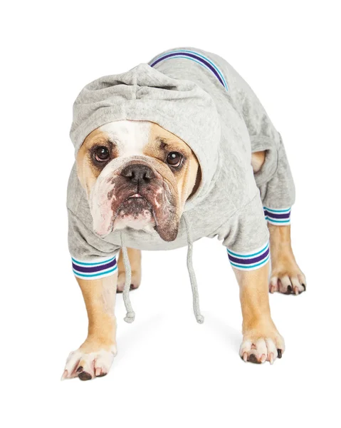 Bulldog wearing hooded sweat jacket — Stock Photo, Image