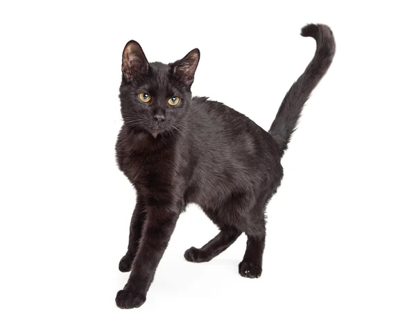 Czarne krótkie włosy kot — Zdjęcie stockowe