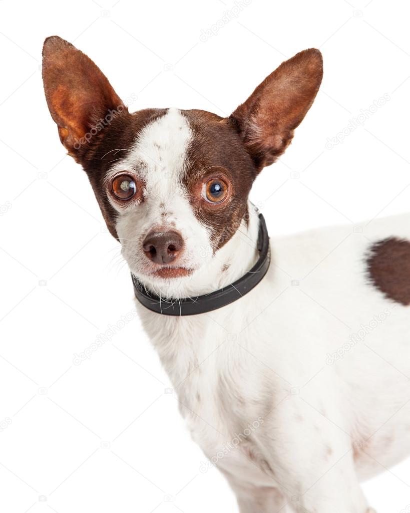 Chihuahua dog with one blind eye