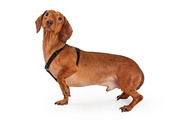 ハーネスを身に着けているダックスフント犬 — ストック写真