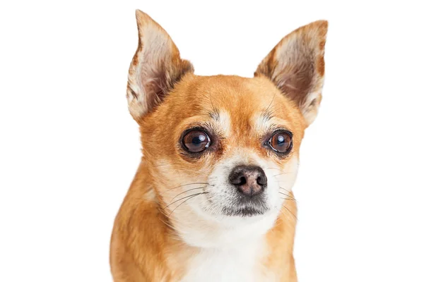 Chihuahua-Mischlingshund — Stockfoto