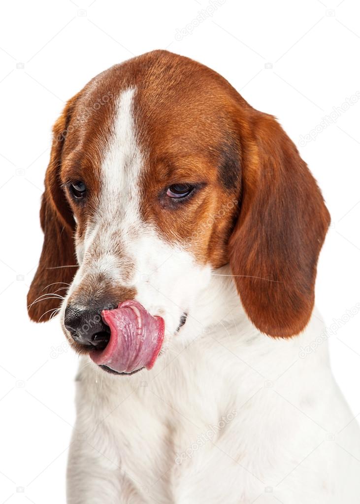 Hungry dog licking lips