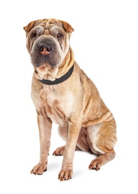 Shar Pei köpek yavrusu köpek kırışık deri ile