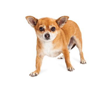 Chihuahua karışık doğurmak köpek