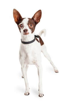 Chihuahua köpek bir göz ile